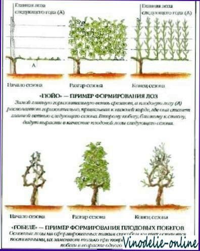 Основные методы формирования лоз