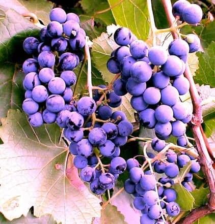 Виноград «Фиолетовый ранний»