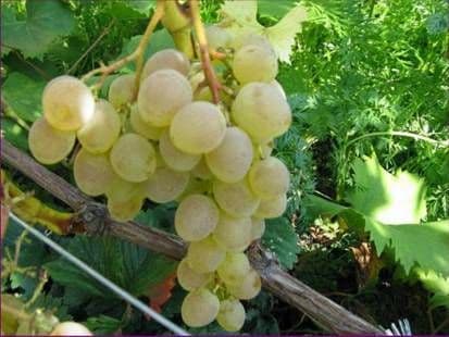 Виноград «Надежда»