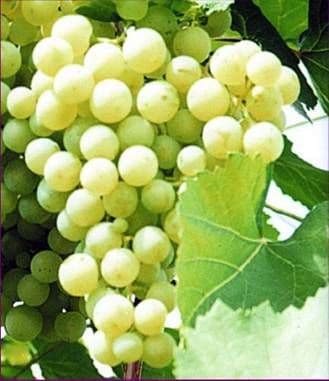 Виноград «Краса севера»