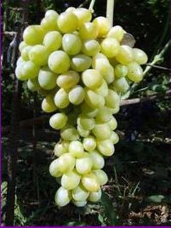 Виноград «Деметра»