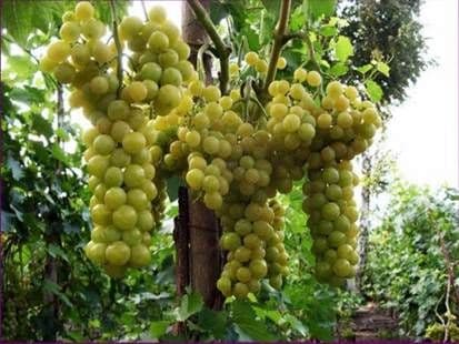 Виноград «Болгария устойчивая»