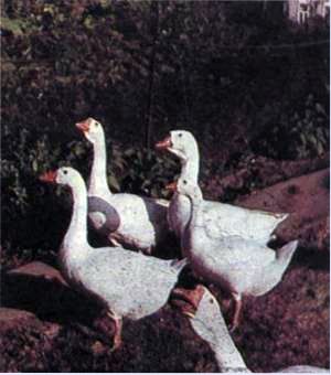 Кубанские гуси