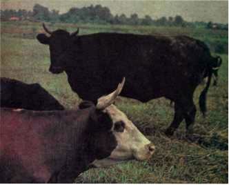 Содержание коров в период запуска