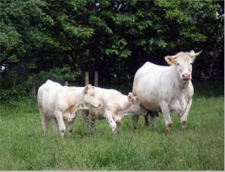 Многоплодные коровы