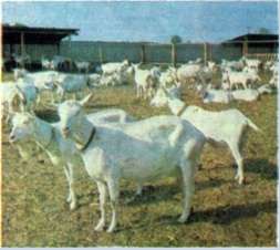 Вычесывание пуховых оренбургских коз
