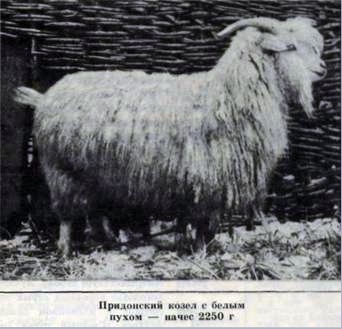 Пуховые придонские козы