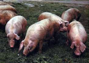 Свиньи полтавские мясные