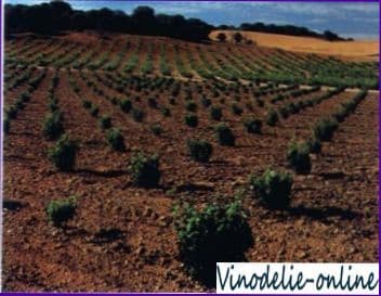 Виноделие в Испании