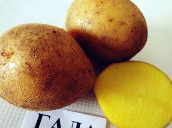 Сорт картофеля «Гала»
