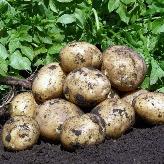 Сорт картофеля «Гала»