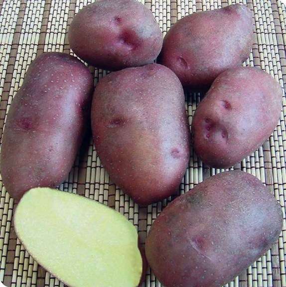 Сорт картофеля «Розара»