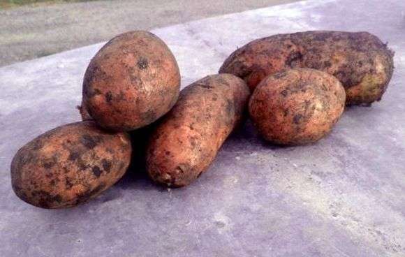Сорт картофеля «Розара»