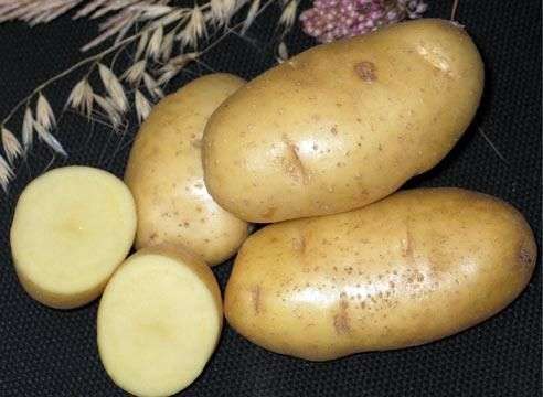 Сорт картофеля «Леди»