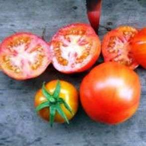 Сорт томатов «Санька»