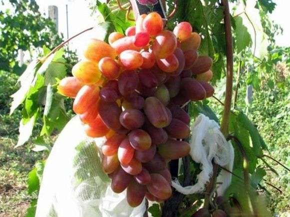 Сорт винограда «Преображение»