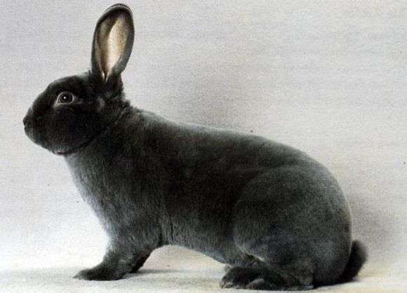 Порода кроликов «Рекс»