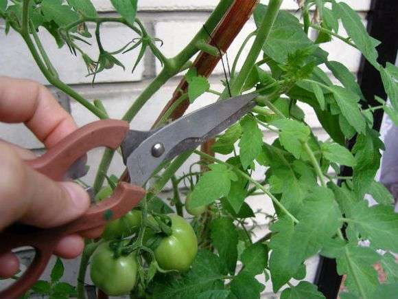 Как обрезать помидоры в теплице