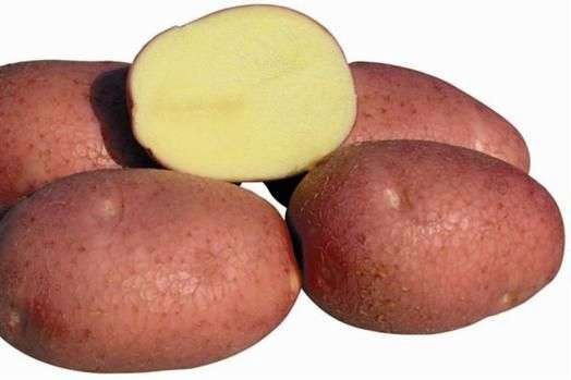 Сорт картофеля «Беллароза»