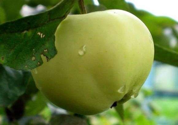 Сорт яблок «Белый налив»