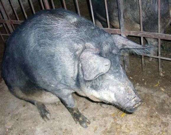 Порода свиней «Мангал»