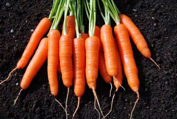 Морковь: посадка и уход в открытом грунте