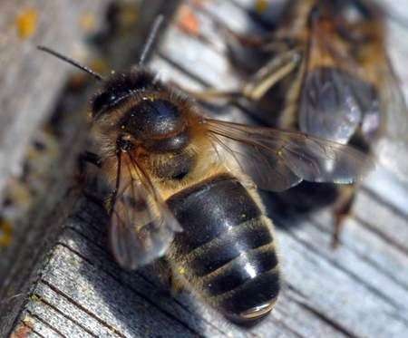 Среднерусская пчела - 92 фото