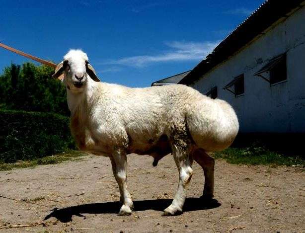 Курдючная порода овец