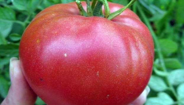 Сорт томатов «Сахарный бизон»