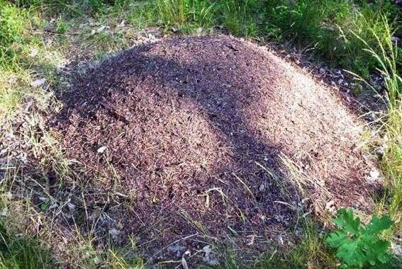 Как избавиться от муравьев на приусадебном участке