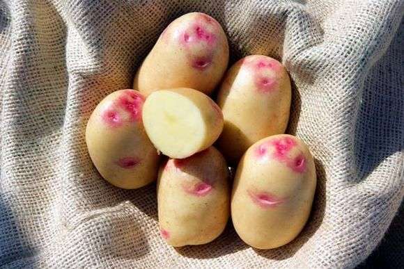 Сорт картофеля «Белорусский» ❤️ - Сорта картофеля
