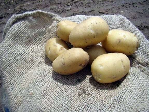 Сорт картофеля «Жуковский»