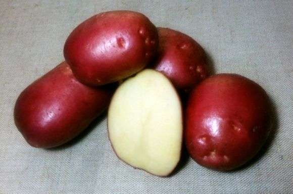 Сорт картофеля «Рокко»