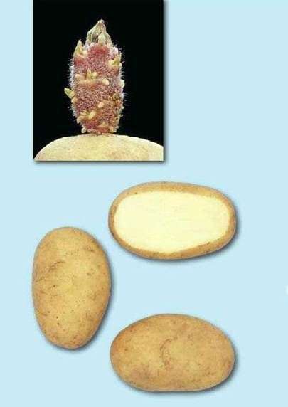 Сорт картофеля «Аврора»