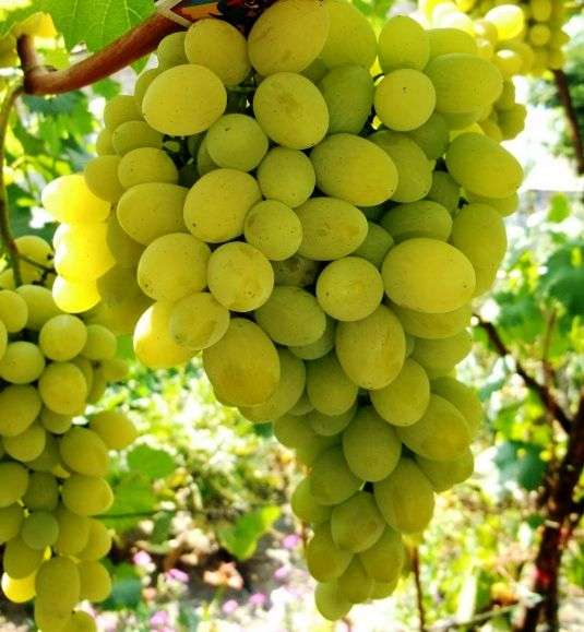 Сорт винограда «Августин»
