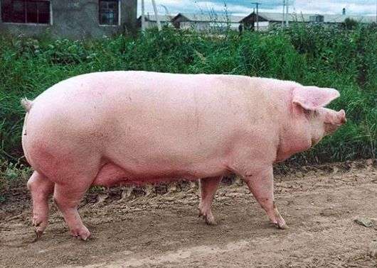 Эстонская порода свиней