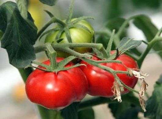Сорт томатов «Чудо рынка»