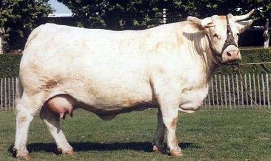 Шаролезская порода коров