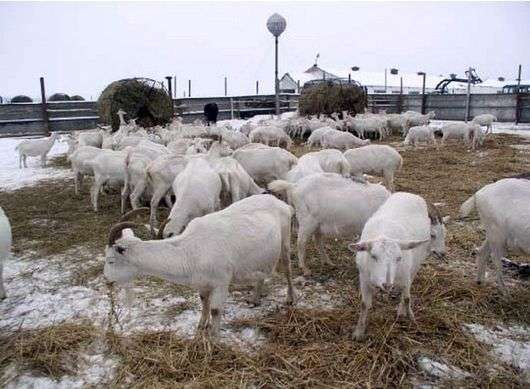 Как содержать коз зимой