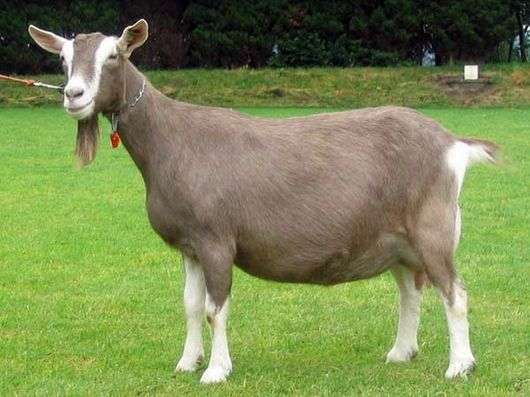 Тоггебургская порода коз