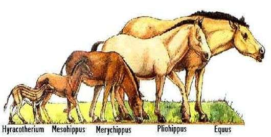 Происхождение и эволюция лошадей