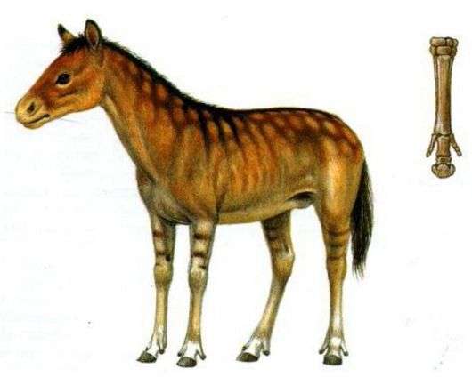 Происхождение и эволюция лошадей