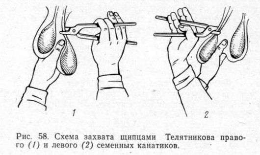 Кастрация бычков