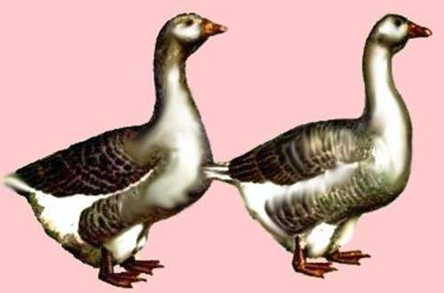 Кубанская порода гусей