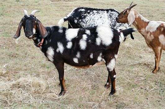 Альпийская порода коз
