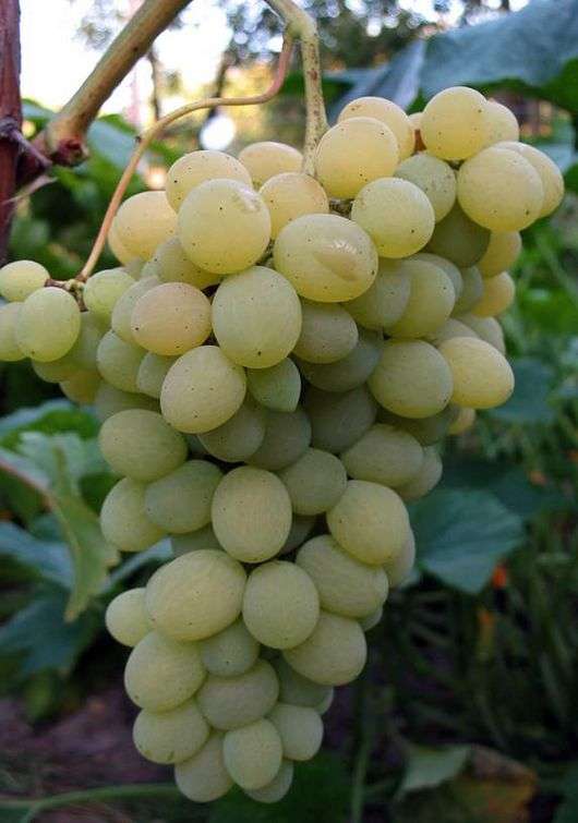 Сорт винограда «Кеша»