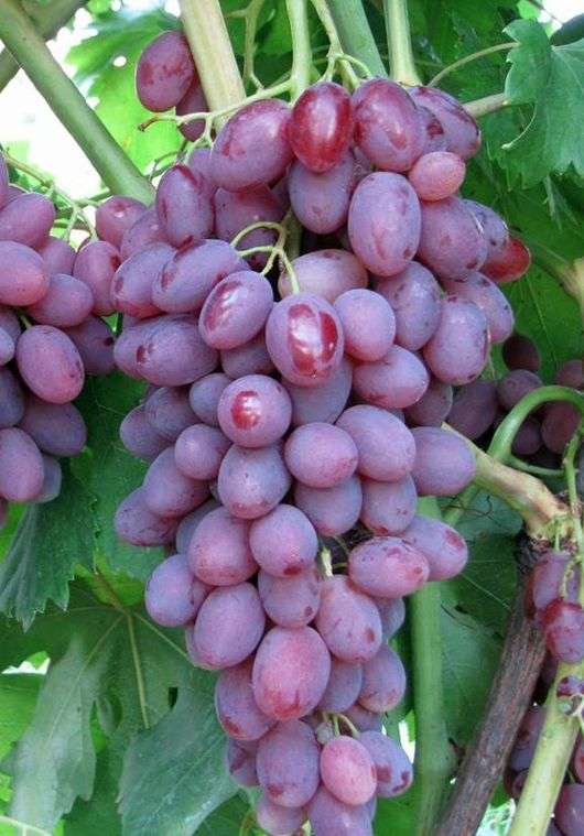 Сорт винограда «Виктор»