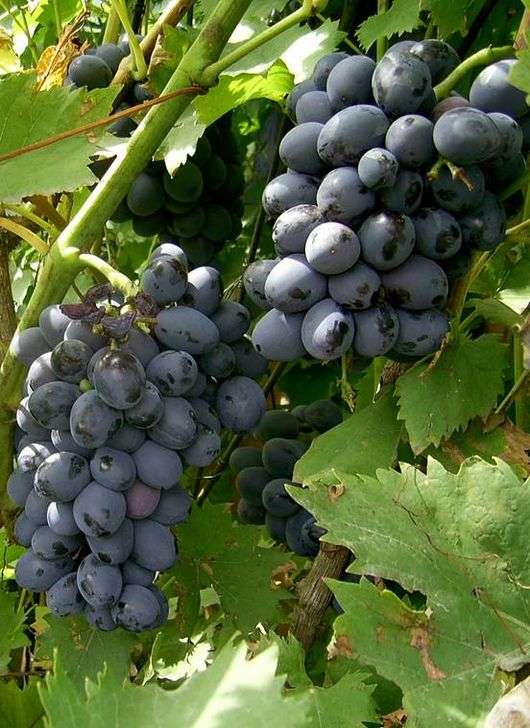 Сорт винограда «Амурский»
