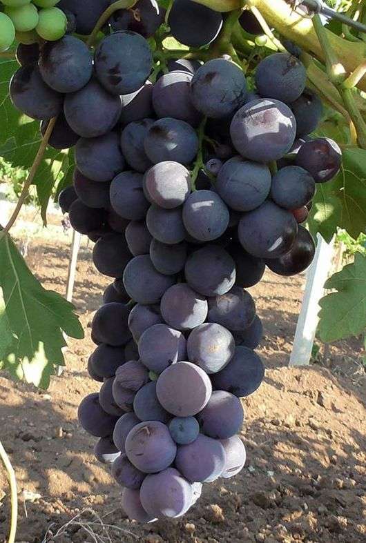 Сорт винограда «Кардинал»