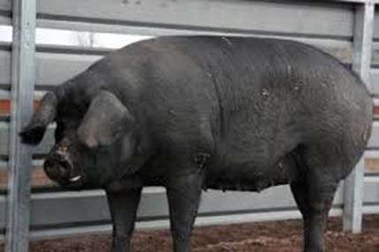 Крупная черная породы свиней